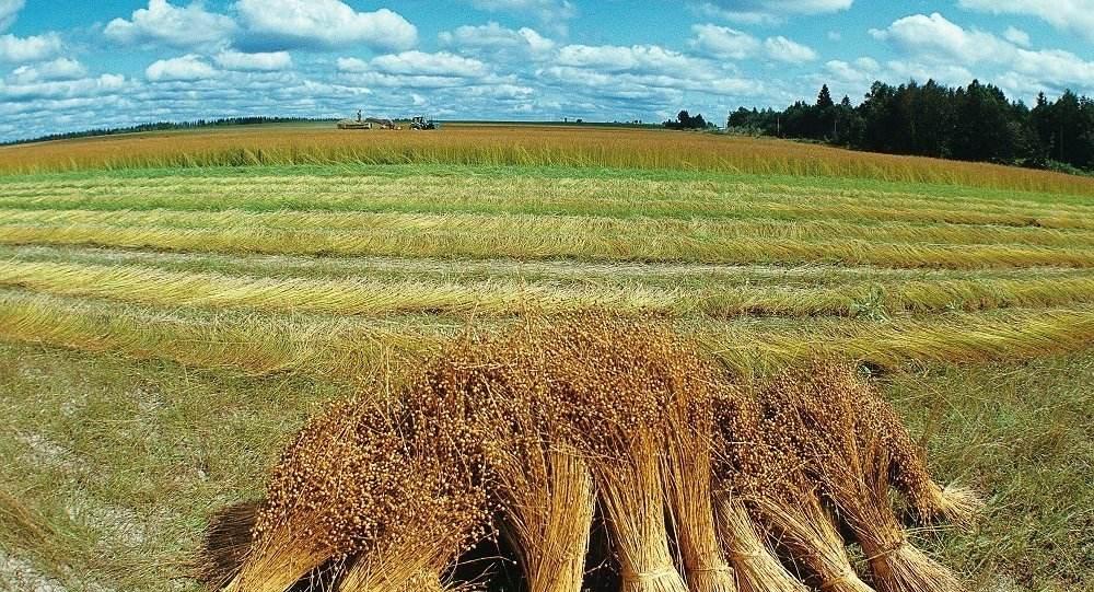 Поле льна картинки