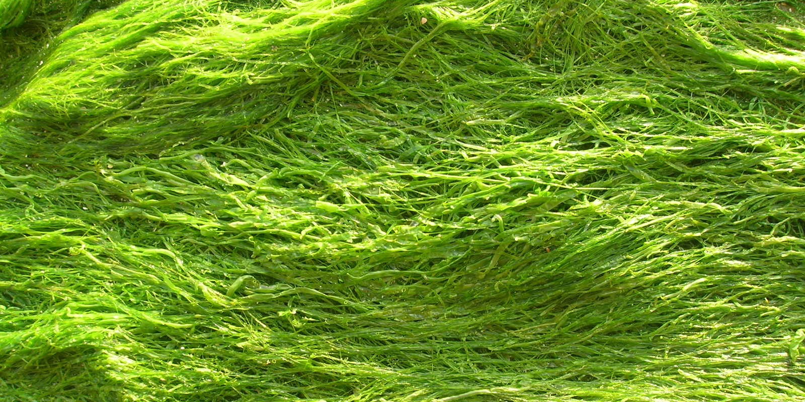 Газ из водорослей. Водоросли волокно. Ткань из водорослей. Волокно из водорослей. Волокно с морскими водорослями.