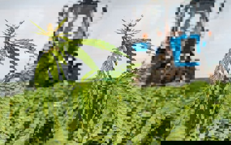 Запуск завода технической конопли в Татарстане