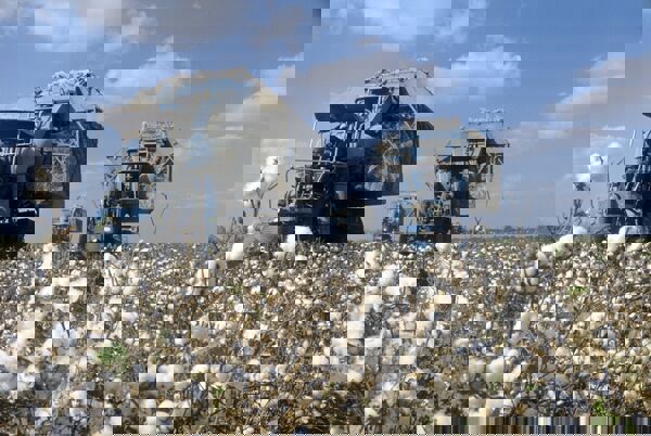 Новая эра устойчивого развития хлопкового сектора Узбекистана